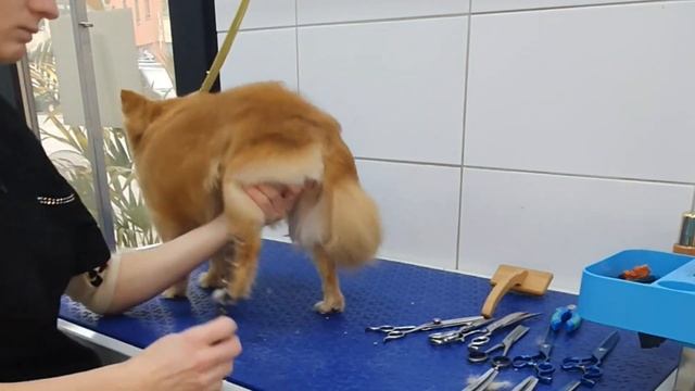 Pet Grooming, Pomchi Grooming #pomeranian_dog #grooming #groomingtips #ivsanbernard #abo