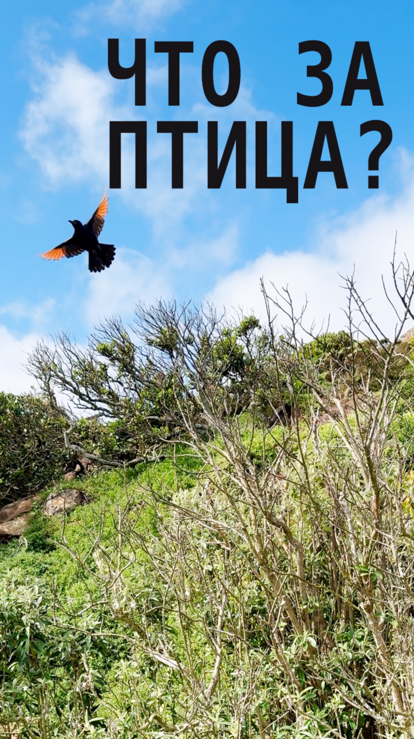 Птица с Мыса Доброй Надежды 🐦 Что за порода? смотреть онлайн