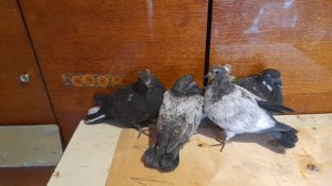 Николаевские голуби молодые 2025 год