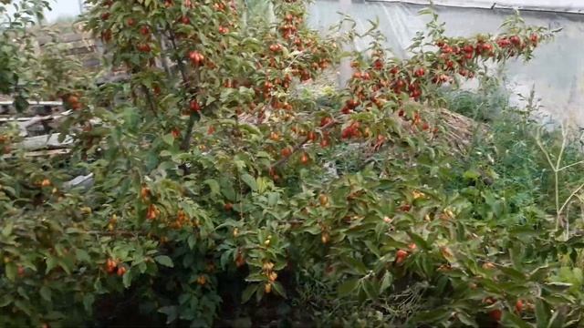 Кизил, невеличкий огляд. смотреть онлайн