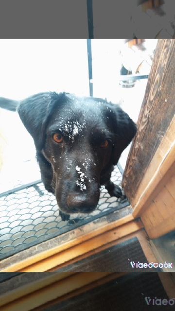 Преданней собаки нету существа ❤️❤️❤️ Черныш ❤️❤️❤️