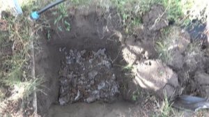 Высадка саженцев винограда осенью