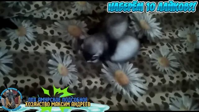 Маленькие хорьки смотреть онлайн