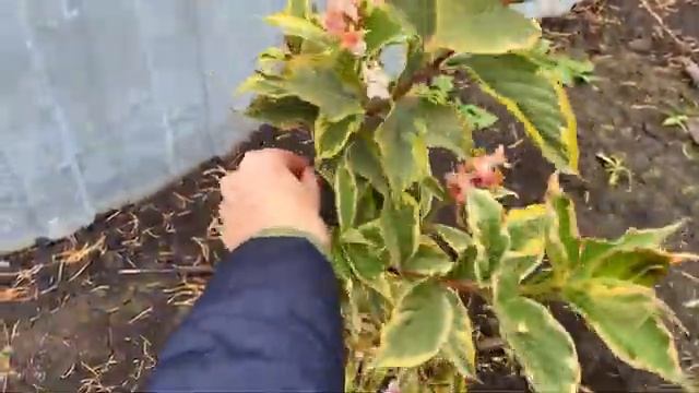 ОТПРАВЛЯЕМ участок на ЗИМОВКУ! Подготовка растений к укрытию на зиму! смотреть онлайн