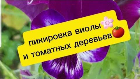 ПИКИРОВКА ТОМАТНЫХ ДЕРЕВЬЕВ🍅, ПИКИРОВКА ВИОЛЫ🌸.#огород #цветы #томаты #пикировка смотреть онлайн