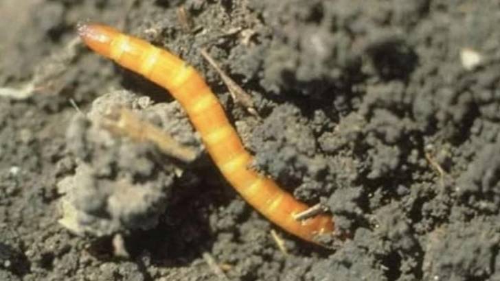 Простой способ уничтожить проволочник на своем участке смотреть онлайн