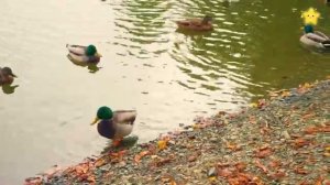 Учим домашних животных, их имена и звуки. Как говорят корова, кошка и петух? Животные для детей.