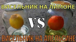 НАСТОЙКА "ВИСЕЛЬНИК" | ЛИМОН Vs АПЕЛЬСИН