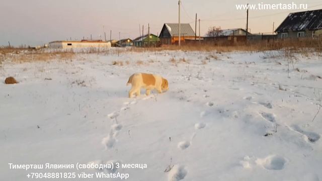 Тимерташ Ялвиния (Сыктывкар) Вопросы по +79048881825 viber whatsapp или www. смотреть онлайн