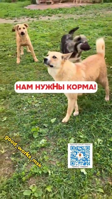 ПРОДОЛЖАЕМ СБОР НА КОРМА! #приютгвардия #приютдлясобак #помощьживотным смотреть онлайн