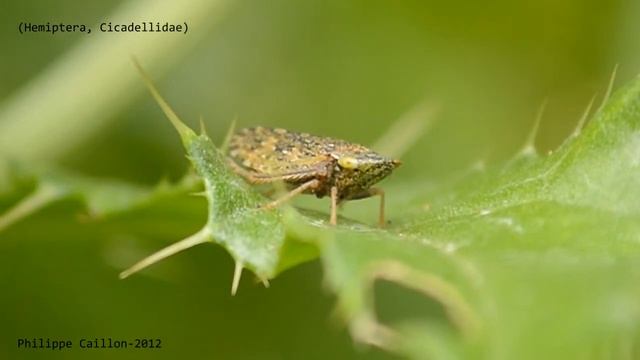 Cicadelle. смотреть онлайн