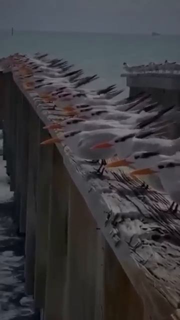 АКЦИИ В СИБИРСКОМ ЗДОРОВЬЕ