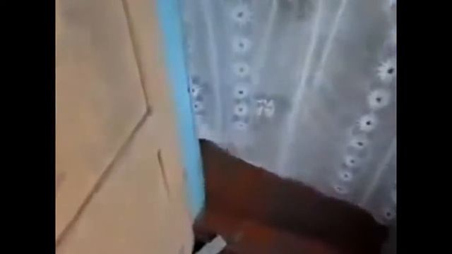 животное видео 1 смотреть онлайн