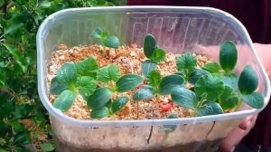 Японский метод выращивания огурцов