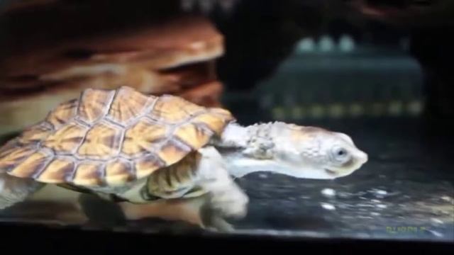 4 Случая ЖЕСТИ В Жизни Обезьяна Пыхтит Как Паровоз смотреть онлайн