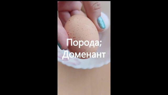 ЯЙЦА