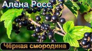АЛЁНА РОСС - ЧЁРНАЯ СМОРОДИНА
