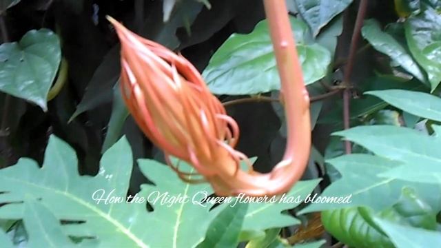 Night Queen | Night Queen Flower bloomed смотреть онлайн