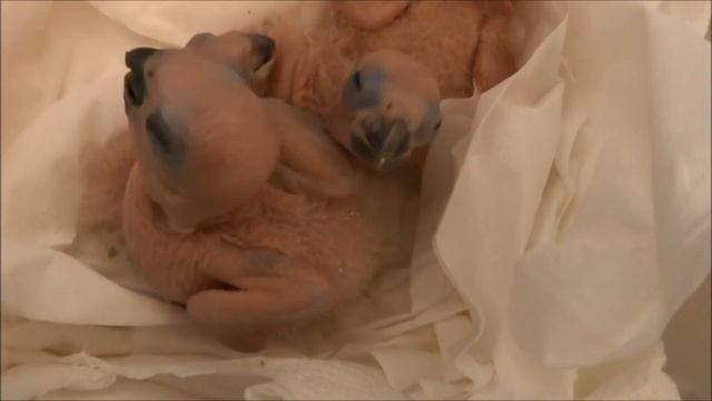 Baby Sunday Conures 10-14 days old смотреть онлайн