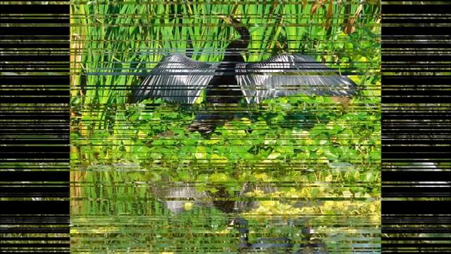 Walk on the wild side смотреть онлайн