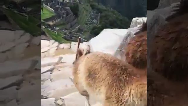 Mountain goat Himalayan peak смотреть онлайн