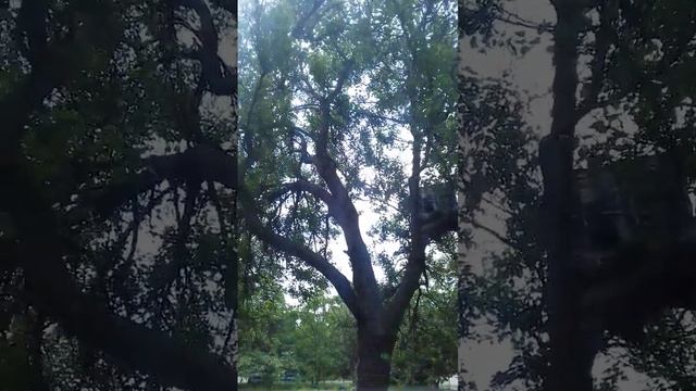 незаконая попытка среза деревьев в городе Запорожье☆ бабурка, акт не предоставляет, смотреть онлайн