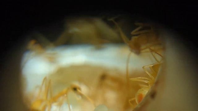 Macro footage of my Myrmecocystus mexicanus from alternative view смотреть онлайн