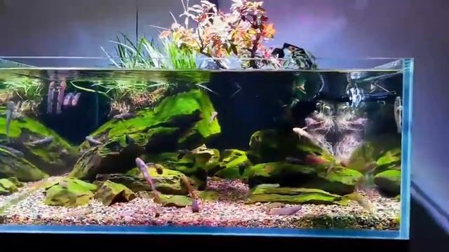 Biotope aquarium tank with ZETLIGHT ufo f8 pro LED light смотреть онлайн