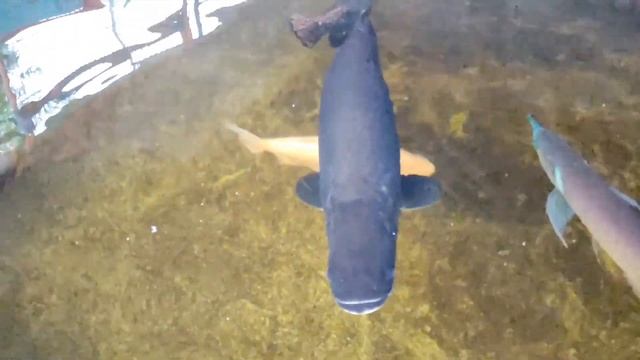 Arapaima Gigas and Arowana community feeding"update sept.3.2021 смотреть онлайн