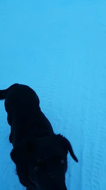 Вот как мы гуляем, когда вкусняшка в кармане 😂