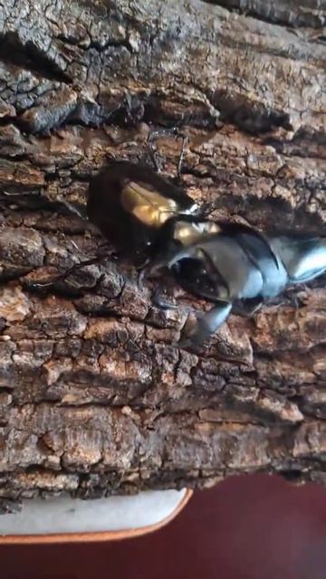 Chalcosoma atlas vs Dorcus titanus imperialis смотреть онлайн