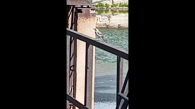 Трясогузка шпионит смотреть онлайн