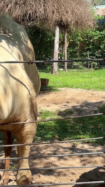 Верблюд напугал