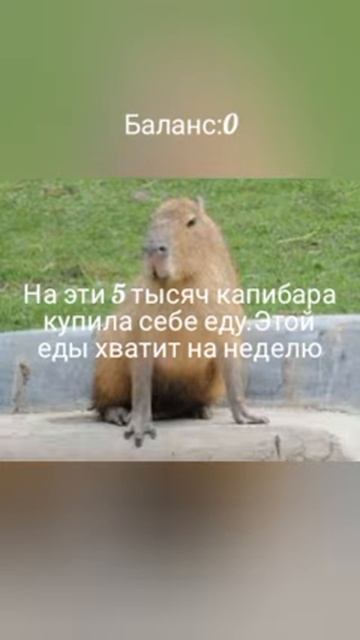 #р_е_к_о_м_е_н_д_а_ц_и_и_ #капибара смотреть онлайн