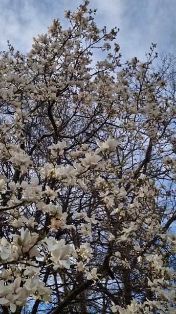 #blosmedtrees#earlyerspring#colorsofnature#lovelynature#shorts# смотреть онлайн