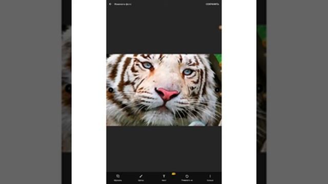 бенгальский тигр смотреть онлайн