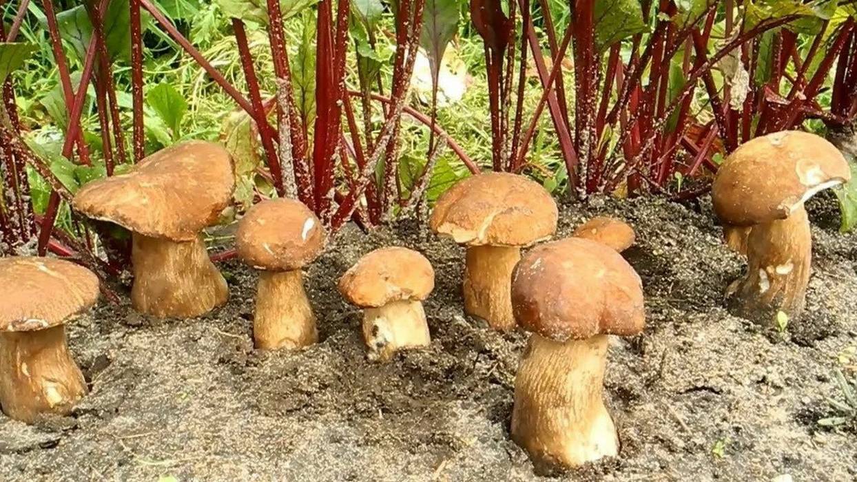 Как вырастить много белых грибов на своем участке (август) смотреть онлайн