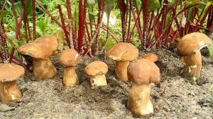 Как вырастить много белых грибов на своем участке (август)