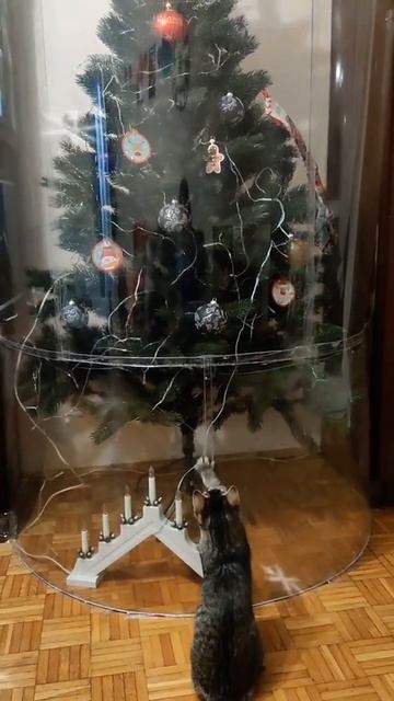 Как же тяжело смотреть на ёлку, которую нельзя свалить 😅 #кошка #юмор смотреть онлайн