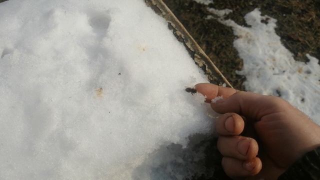 Пчеловодный сезон начался с выставки пчёл из зимовника и небольшого облёта смотреть онлайн