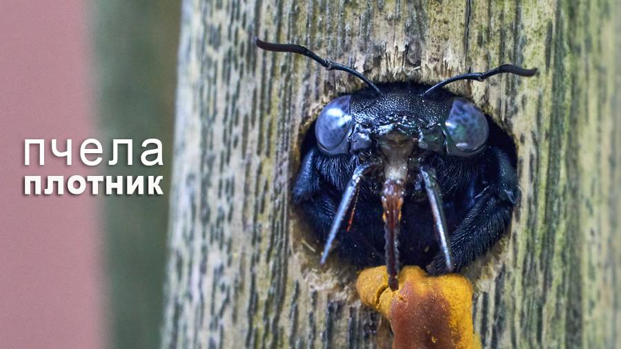 Пчела - плотник. Как живет Ксилокопа и как кусает (проверенно на себе). смотреть онлайн