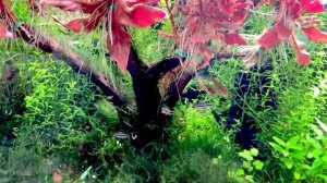 Нано аквариум 30 литров