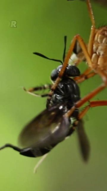Apakah ini nyamuk terbesar di dunia ? #youtubeshorts #shorts #serangga смотреть онлайн