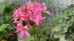 Мои СТЕЛЛАРЫ и ПЕСТРОЛИСТНЫЕ ПЕЛАРГОНИИ. Перезимовали!