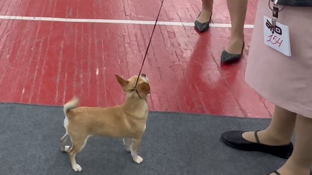 Игл Мэджик Казанова