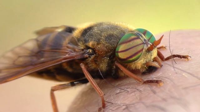 Keltavyöpaarma: koko ja tuntomerkit смотреть онлайн