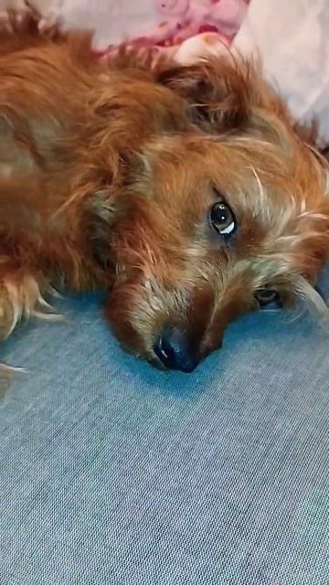 ❤️#друг #пёс #собака #любовь #shorts #shortvideo #shortsvideo #тренды #лайк #приколы #животные