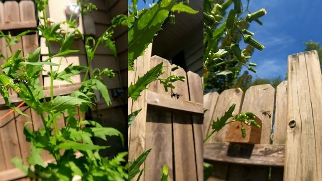 Triple-Threat Wasp Super-Slow Motion смотреть онлайн