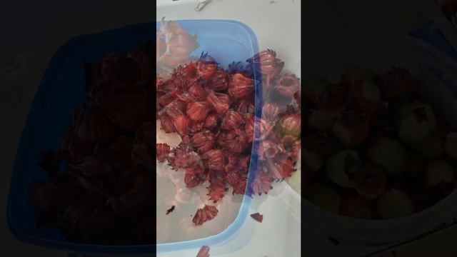 Rosella Jam at The City of Light смотреть онлайн