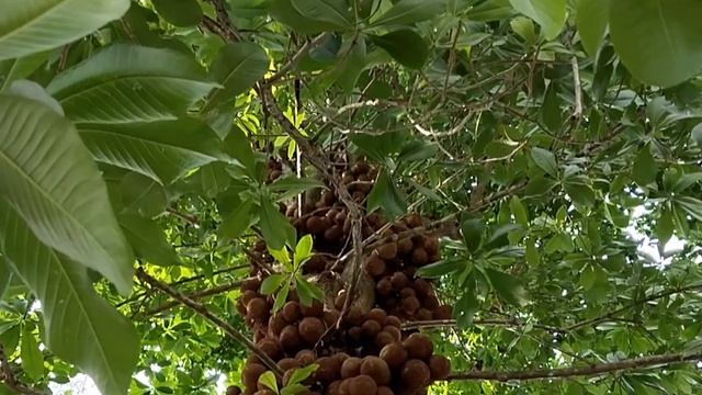 Keppel Plant L Perfume Fruit L Keppel Fruit L Stelechocarpus Burahol L Kepel Apple